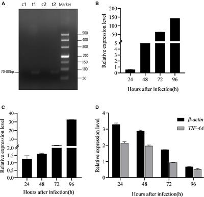 Two Putative Cypovirus-Encoded miRNAs Co-regulate the Host Gene of GTP-Binding Nuclear Protein Ran and Facilitate Virus Replication